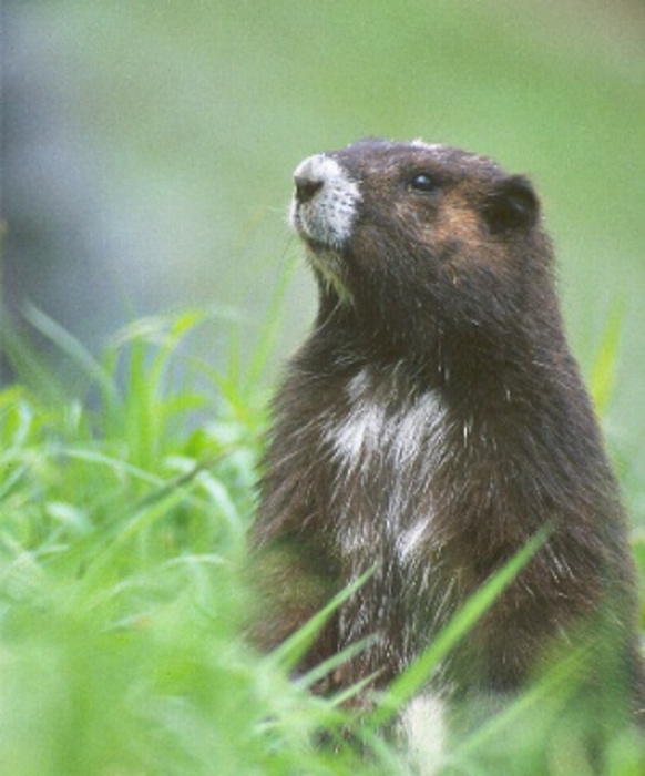 Marmots